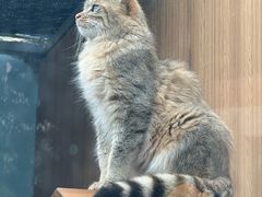 -青藏高原野生动物园