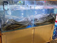 -本炙炭烤·蒲烧活鳗料理店(金沙洲店)