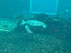 -海棠湾洲际-涛·海底餐厅·美人鱼·自助餐·海底隧道