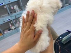 -萌宠之家·腊肠犬·马尔泰·小体犬舍