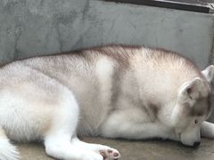 -TrueLove @ Neverland (Husky Cafe)