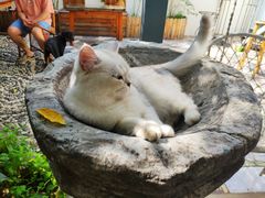 -喵屿·大理花园猫咖