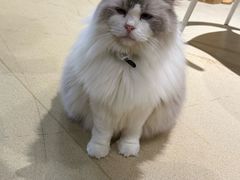 -藏猫猫咖啡主题馆(中央大道店)