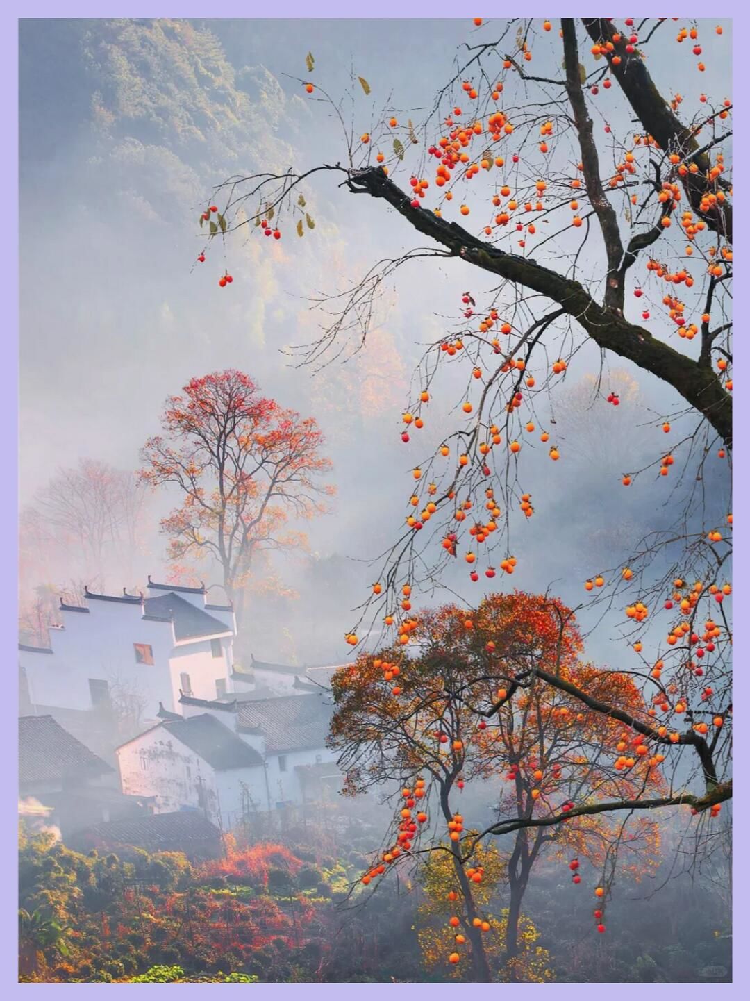 秋日的徽州古村落色彩斑斓,皖南秋季气候宜人,晴空万里,尤为适合畅游