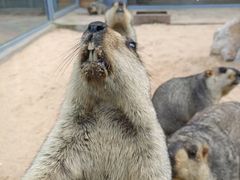 -西霞口神雕山野生动物世界