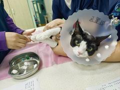 -北京观赏动物医院·24小时大型综合·猫专科·异宠专科