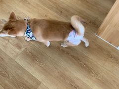 -柴犬小屋·柴餐厅·狗咖食堂(金鼎广场店)