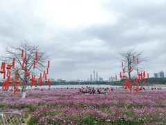 -海珠湖公园