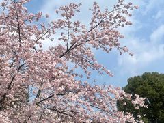-顾村公园