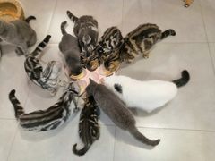 -三花喵·撸猫购宠·宠物生活馆(虹桥南丰城店)
