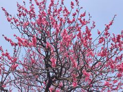 -梅花山(明孝陵内)