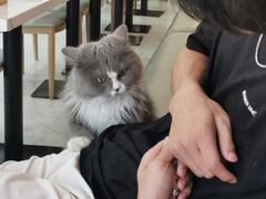 -喵园·猫主题咖啡厅·撸猫·猫咖(国贸店)