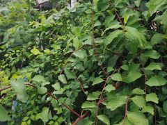 -小时光咖啡馆(北锣鼓巷店)