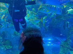 -芜湖新华联大白鲸海洋公园