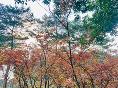 -广州市帽峰山景区