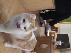 -猫和宫(六道口店)