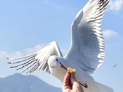 -海埂大坝