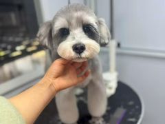 -汪小喵宠物·戴维斯乐芳希施宠馨宝皮毛调理洗护店