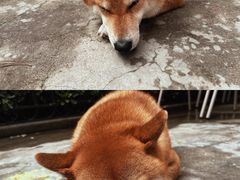 -啡语