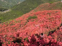 -大围山国家森林公园