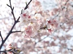 -顾村公园