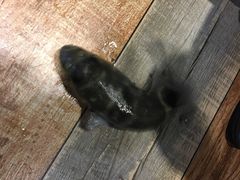 -肆月河豚·新淮扬(金融街店)