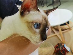 -Heymao猫咖.咖啡厅(东门店)