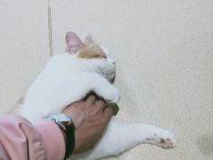 -藏猫猫咖啡主题馆(中央大道店)
