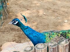 -辛玛王国游乐园