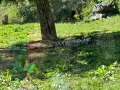 -沈阳森林动物园