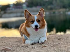 -宠福鑫康馨动物医院·骨科·眼科