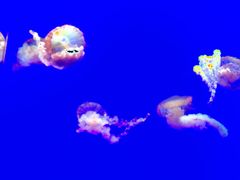 -瑞普利水族馆