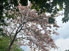 -深圳湾公园(南山区)