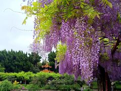 -嘉定紫藤园