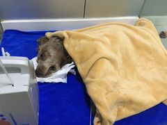 -佑安动物医院·全科·内窥镜中心(幸福巷店)