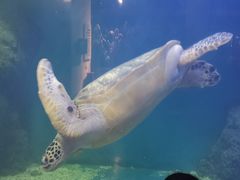 -上海长江河口科技馆