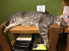 -猫猫幼稚园·撸猫·桌游·电玩