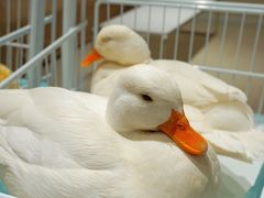 -怪兽屋·羊驼·猫咖·狗咖(俊华广场店)