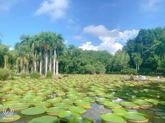 -中国科学院西双版纳热带植物园