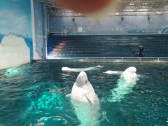 -秦皇岛乐岛海洋王国