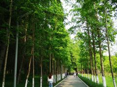 -昆山城市生态森林公园