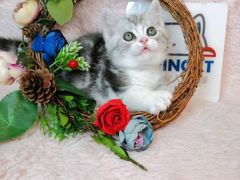 -十年猫舍·猫咪专门店(普陀店)