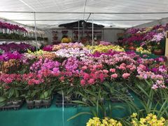-龙大花卉苗木市场