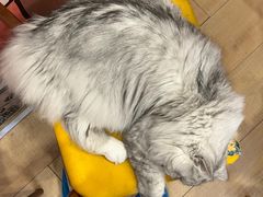 -Let's go狗咖·猫咖·奶狗·桌游(春熙路IFS店)