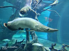 -华夏文旅海洋公园