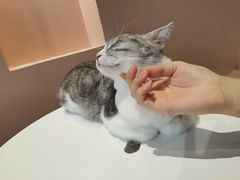 -猫儿山۰猫主题餐厅