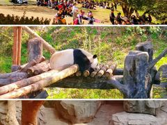 -红山森林动物园