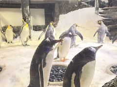 -悉尼海洋生物水族馆