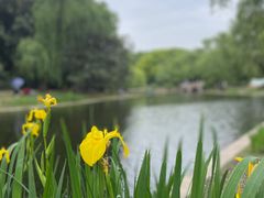 -上海共青森林公园