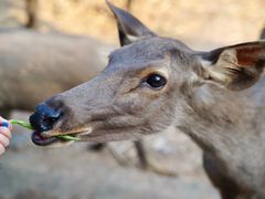 -清迈夜间动物园